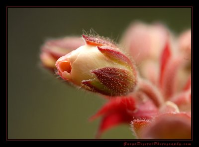 Geranium Bud