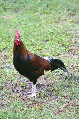 Official Bird of Kauai