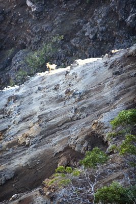 Waimea Mountain Goat