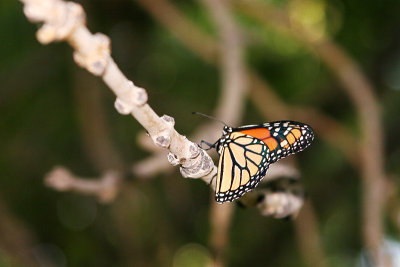 Monarch at Chords Ranch