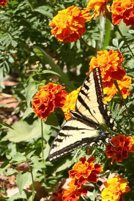 Tiger Swallowtail at Chords Ranch