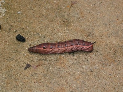 big pinkish brown hornworm