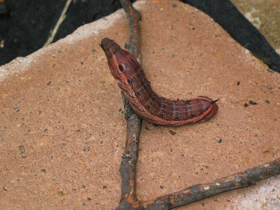 big pinkish brown hornworm