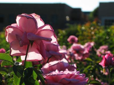 Unidentified pink rose
