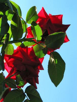 Crimson Bouquet - grandiflora