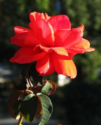 Fragrant Cloud - hybrid tea