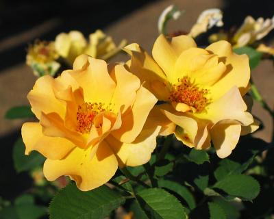 Honey Perfume - floribunda