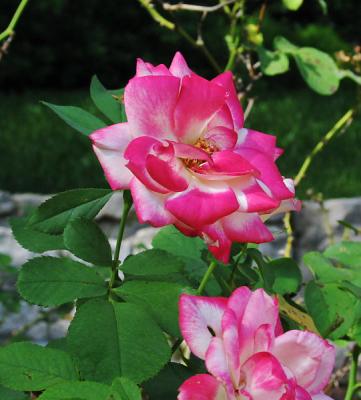 Unidentified Pink-edged Rose