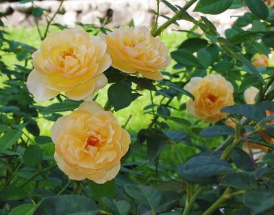 Yellow Roses - 'Graham Thomas'?