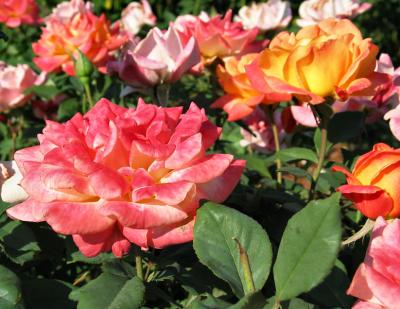 Rio Samba - hybrid tea
