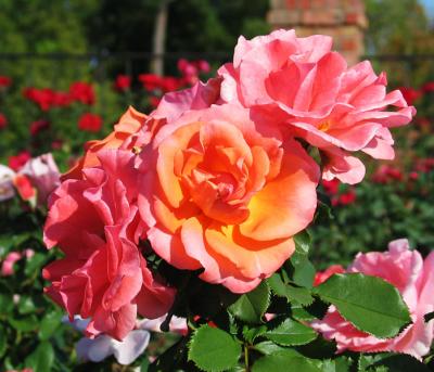 Citrus Tease - floribunda