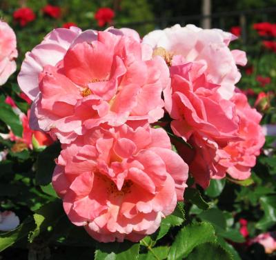 Citrus Tease - floribunda