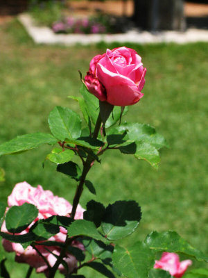 Belinda's Dream rose?