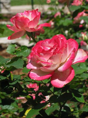 Cherry Parfait rose
