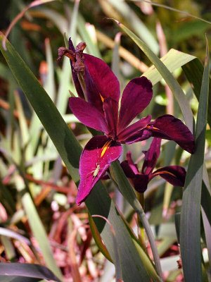 Dark purple iris