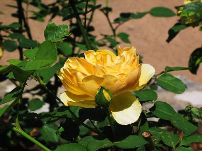 Graham Thomas rose?