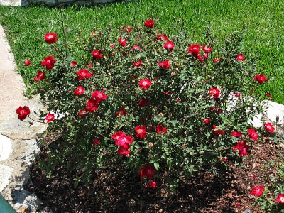 Martha Gonzales rose