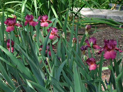 Purple bearded irises