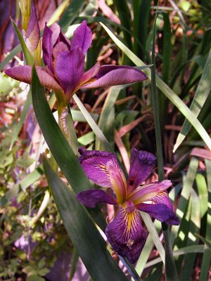 Purple iris