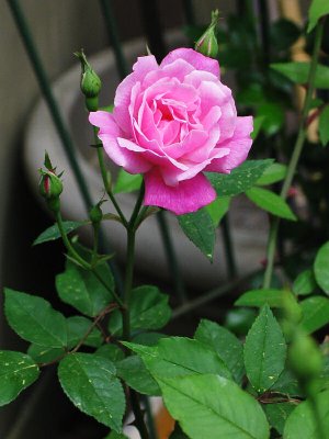 Old Blush