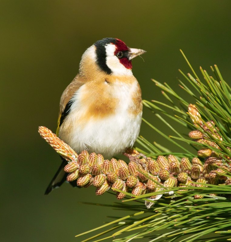 Goldfinch