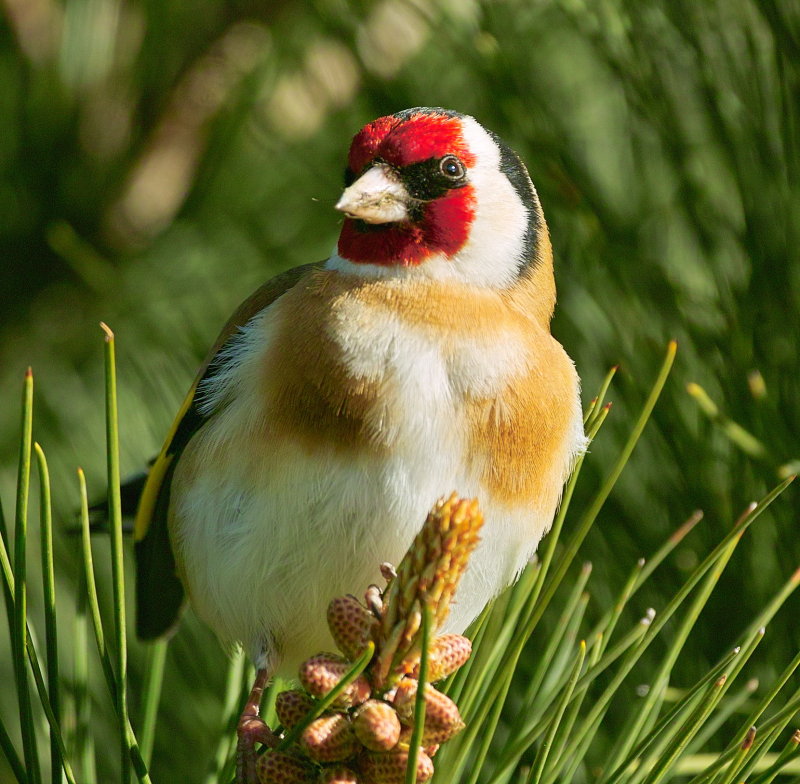 Goldfinch