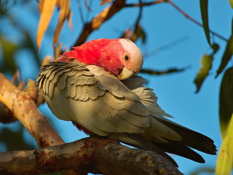 Galah - Evening Light