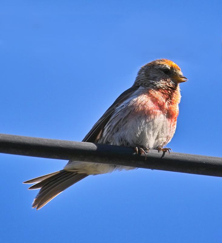 Redpoll - male - (Carduelis flammea)