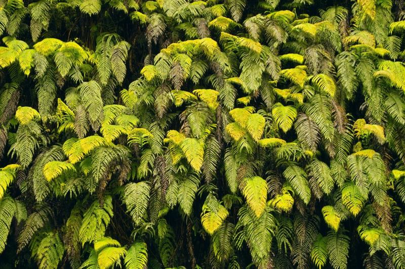 Fern Wall