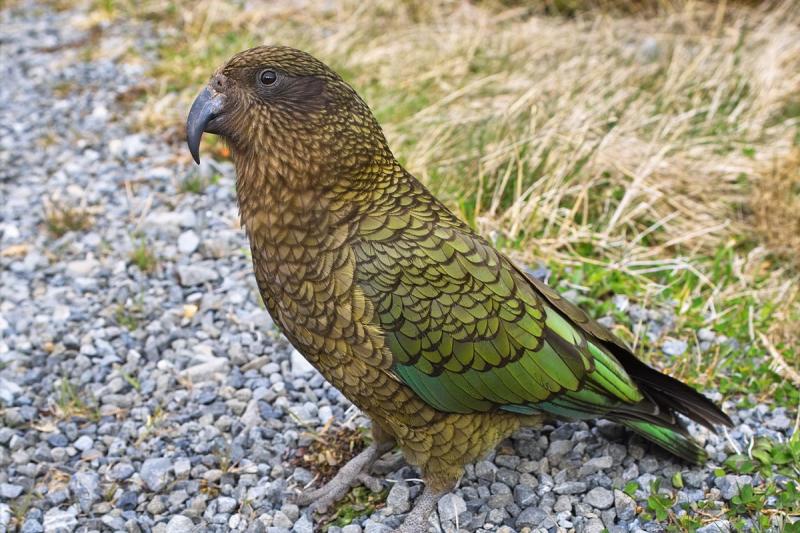 Kea - Mountain Parrot (Nestor notabilis)