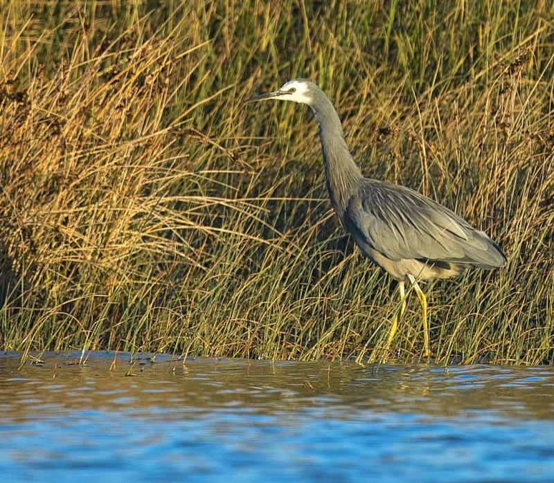 White Faced Heron