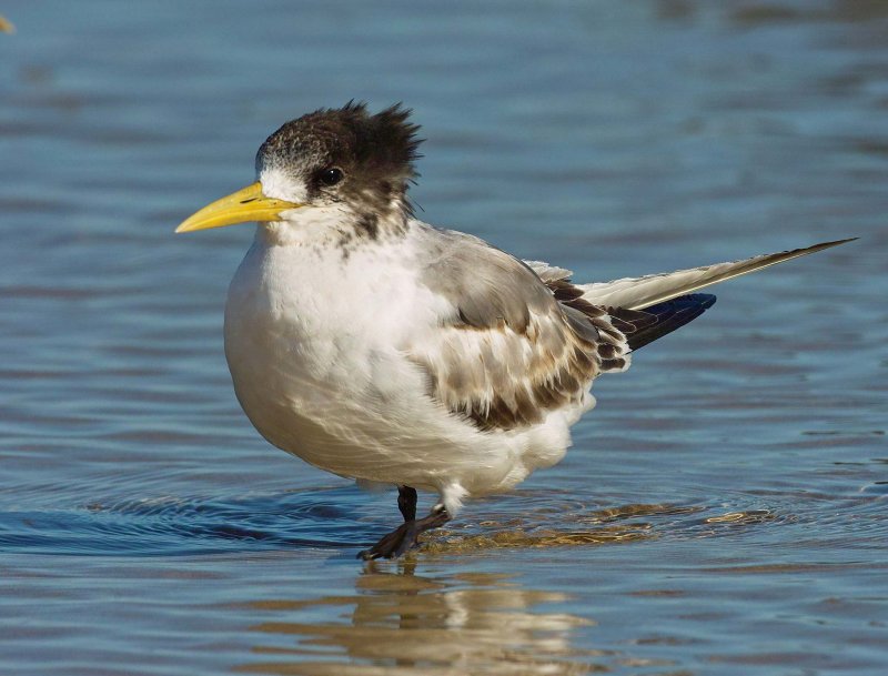 Crested Tern