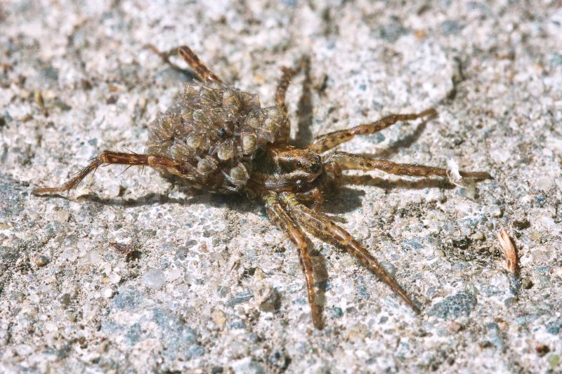 Spider And Young