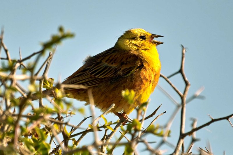 Yellow Hammer