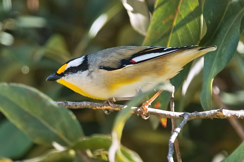 Black  Headed Pardalote