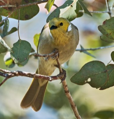 White Plumed Honeyeater