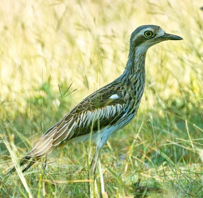 Bush Stone Curlew