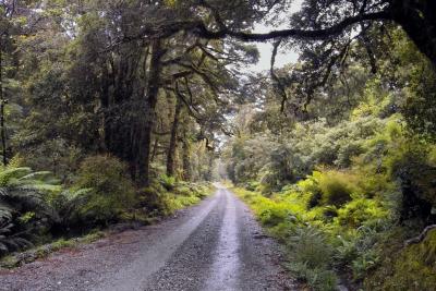 WestCoastForest.jpg
