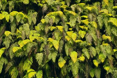 Fern Wall