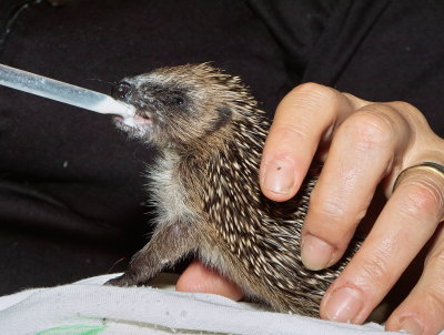 Baby Hedge Hog 2
