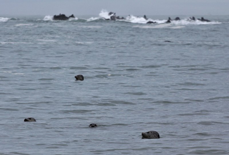 Otters, Oregon Coast, 2010