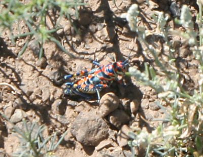 Painted Grasshopper, Grand Falls, AZ, 2008