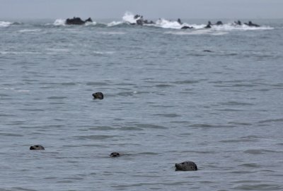 Otters, Oregon Coast, 2010