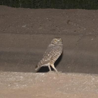 Burrowing owl near Maricopa