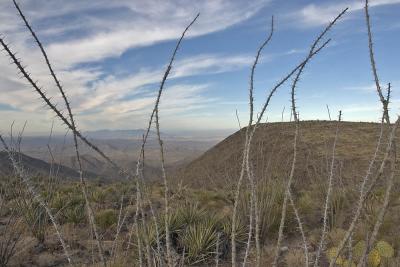 Through ocotillos