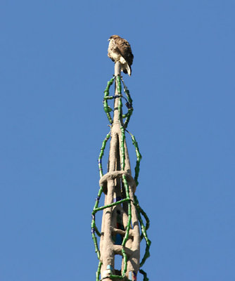 Hawk resting on one of the Watts Towers