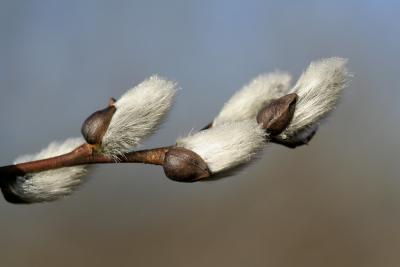 The first buds of Spring