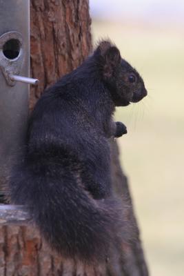 Black Squirrel