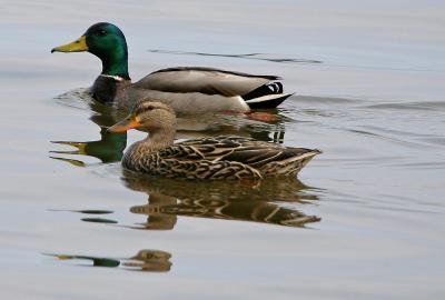 Mallards