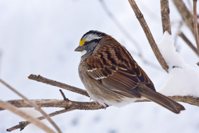 White-throated Sparrow #2